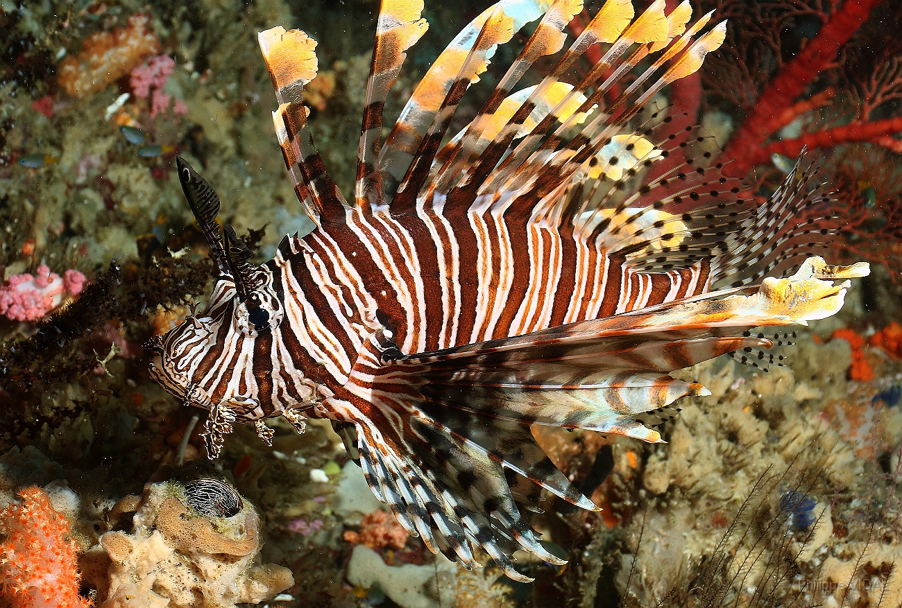 Raja Ampat 2016 - Pterois Vilantis - Red Lionfish - Poisson lion -IMG_5014_rc.jpg